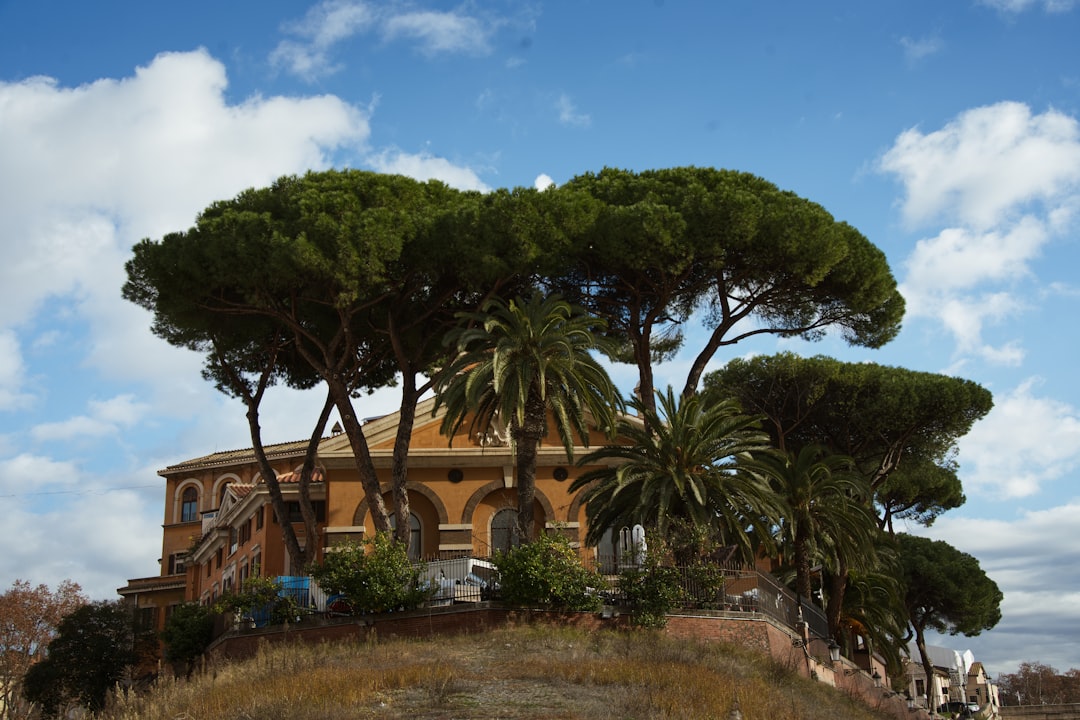 découvrez comment les arbres méditerranéens contribuent à rafraîchir l'environnement grâce à leur ombre et leur adaptation au climat chaud.