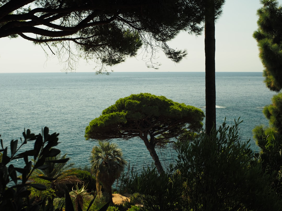 découvrez comment les arbres méditerranéens contribuent au rafraîchissement naturel des environnements grâce à leurs propriétés uniques et leur adaptation au climat chaud.