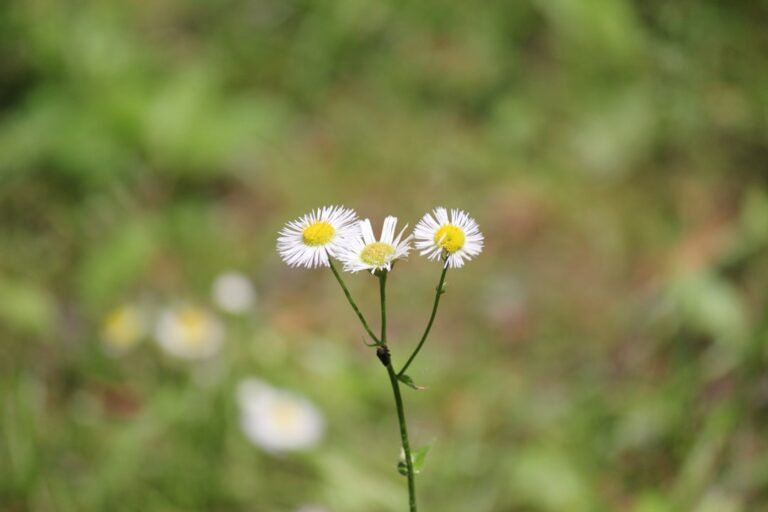 découvrez notre collection de mini fleurs délicates, parfaites pour ajouter une touche de charme et de fraîcheur à vos créations et décorations.