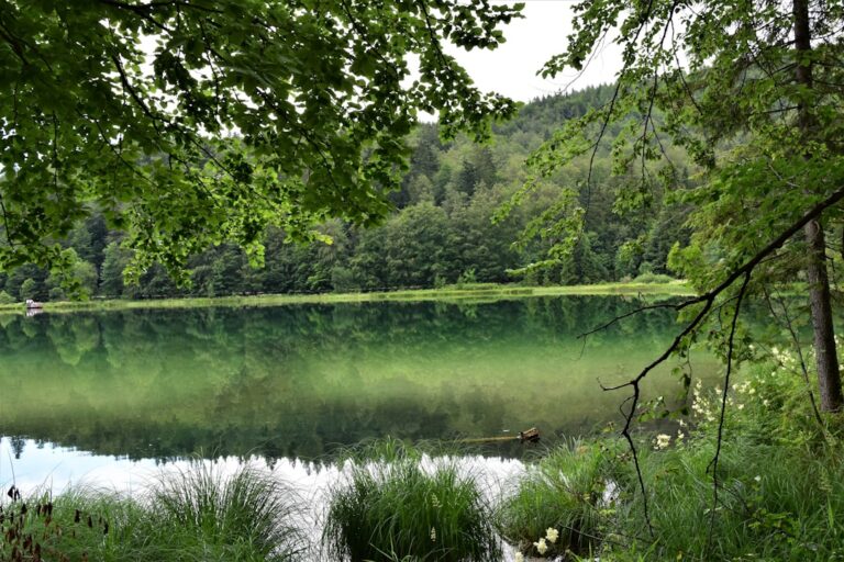 découvrez miracle grass, une herbe miraculeuse aux multiples bienfaits pour la santé et le bien-être. améliorez votre quotidien naturellement grâce à ses propriétés uniques.