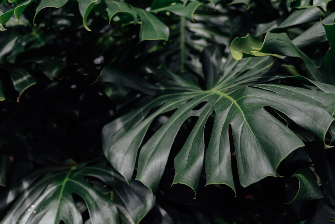 découvrez tout sur la monstera, la plante d'intérieur tendance aux grandes feuilles décoratives, facile à entretenir et parfaite pour embellir votre espace.