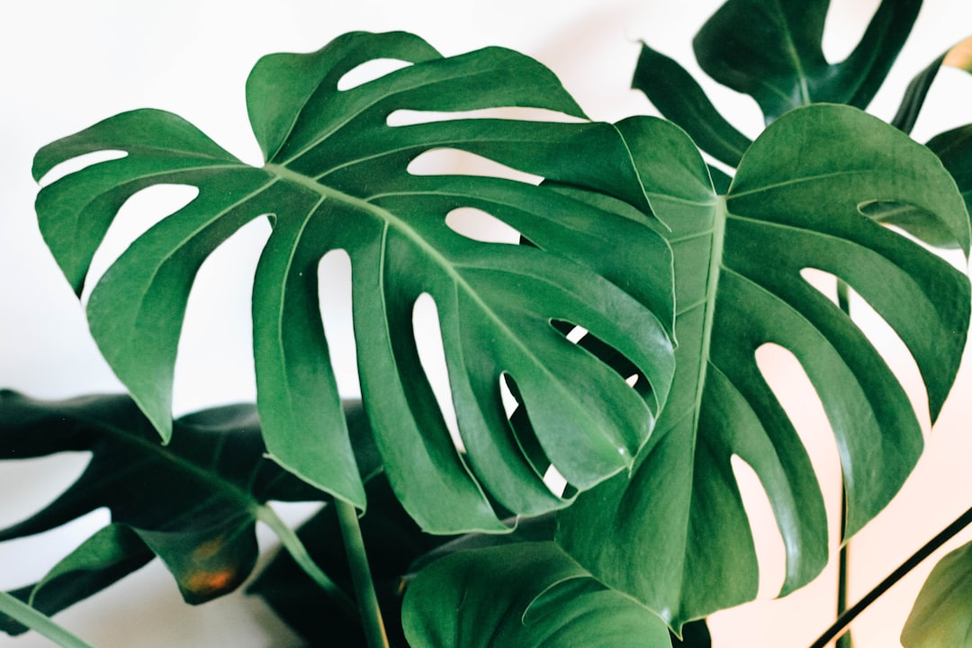 découvrez tout sur le monstera, la plante d'intérieur tendance au feuillage luxuriant et facile d'entretien, idéale pour apporter une touche tropicale à votre décoration.