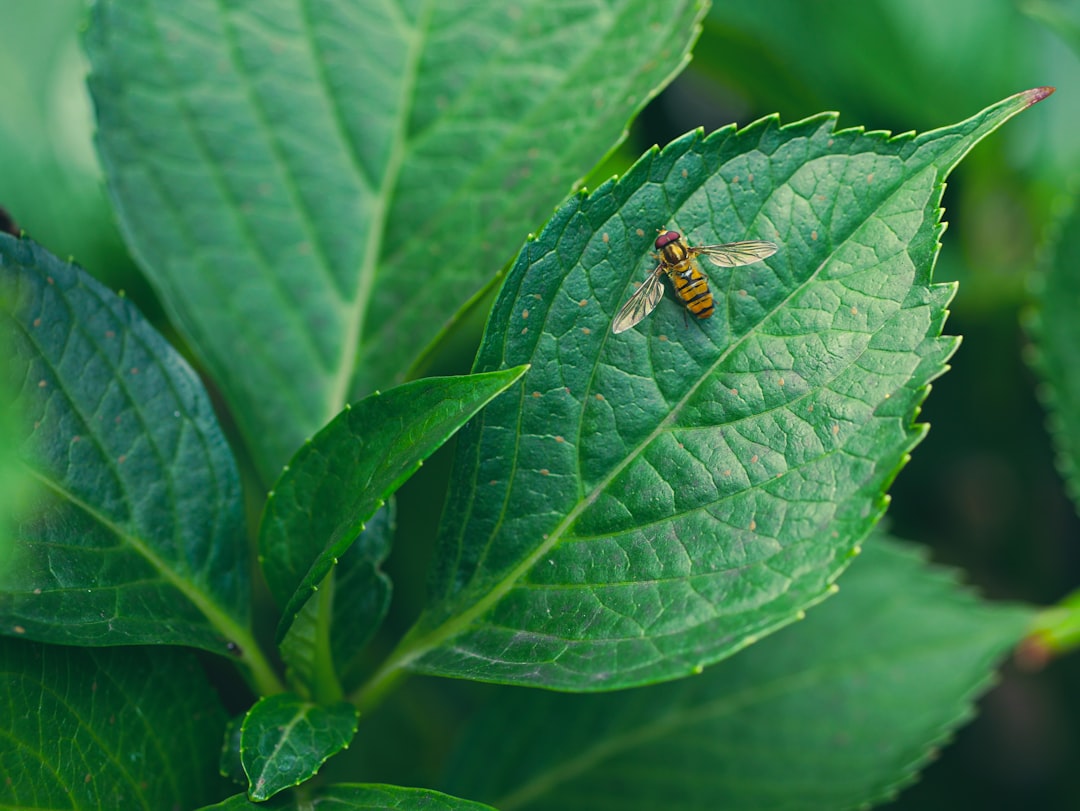 découvrez les plantes répulsives contre les moustiques, naturelles et efficaces pour protéger votre maison et votre jardin sans produits chimiques.