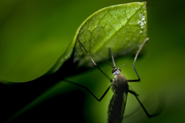 découvrez les plantes répulsives contre les moustiques pour protéger naturellement votre jardin et votre maison des insectes nuisibles.