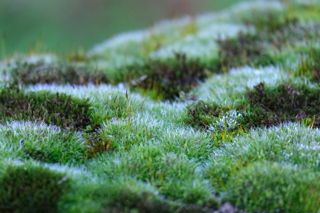 découvrez tout sur la mousse : caractéristiques, types, utilisation en jardinage et décoration naturelle.