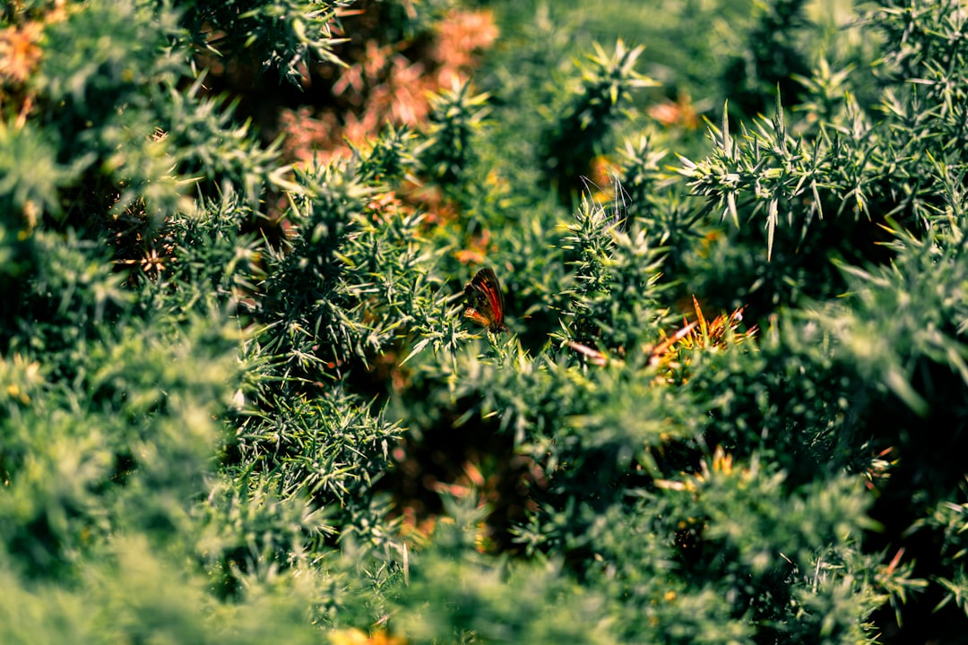 découvrez les tendances du jardinage en montagne pour 2026 : conseils innovants, plantes adaptées et techniques durables pour un jardin prospère en altitude.