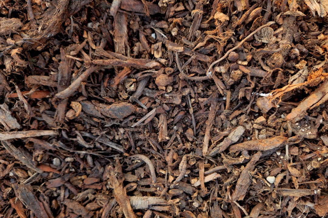le mulching : technique de paillage écologique pour enrichir le sol, conserver l'humidité et réduire les mauvaises herbes dans votre jardin.