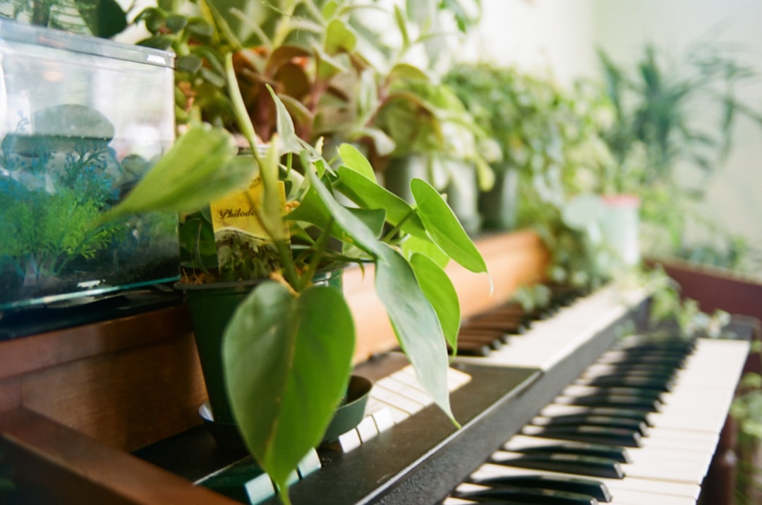 découvrez comment la musique peut enrichir votre expérience de jardinage, en créant une ambiance apaisante et stimulante pour vos plantes et votre esprit.