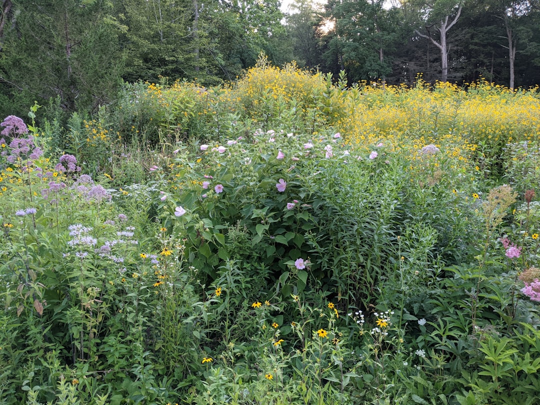 découvrez notre sélection de plantes vivaces indigènes, idéales pour un jardin durable et naturel, faciles à entretenir et respectueuses de l'environnement.