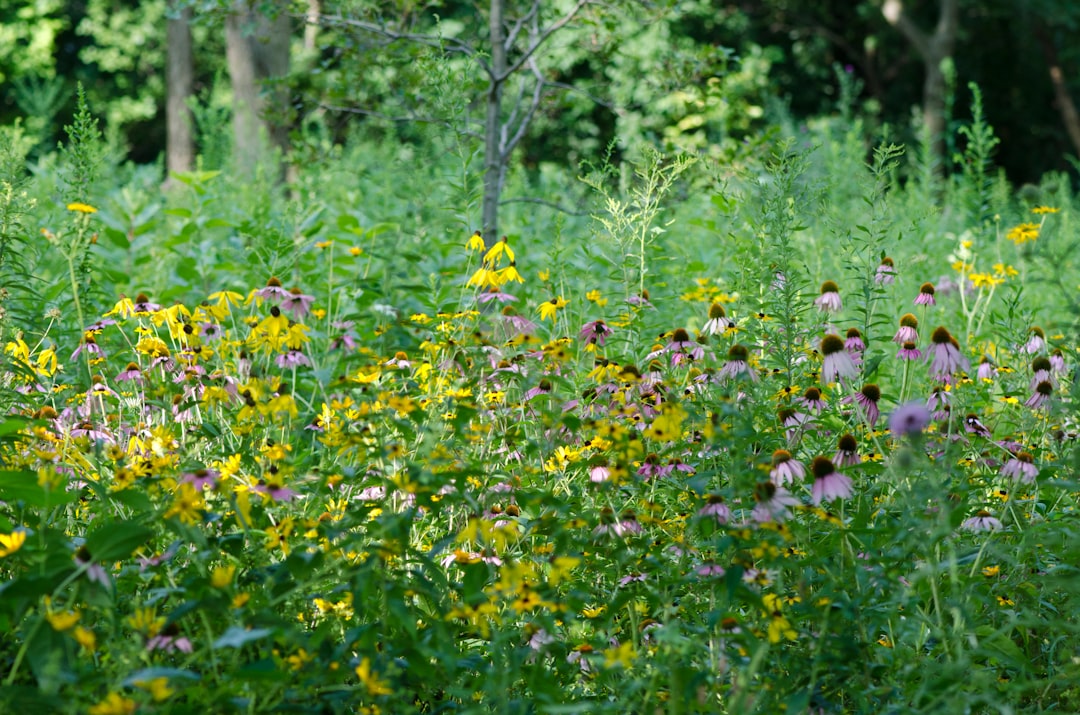 découvrez notre sélection de vivaces indigènes, des plantes pérennes adaptées à votre région pour un jardin écologique et durable.