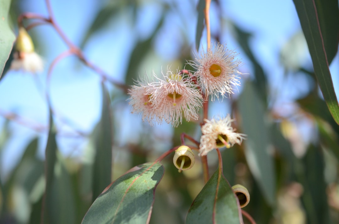 découvrez l'importance des plantes indigènes, leur rôle essentiel dans la biodiversité et comment les intégrer dans votre jardin pour un écosystème sain et résilient.