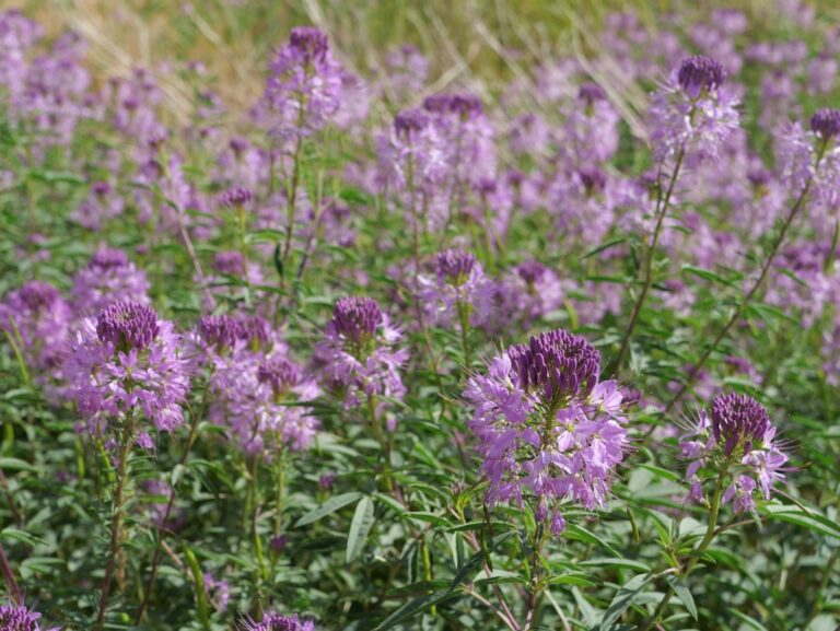 découvrez les avantages des plantes indigènes : biodiversité préservée, jardin facile à entretenir et respectueux de l’environnement. apprenez à sélectionner et cultiver les plantes natives adaptées à votre région.