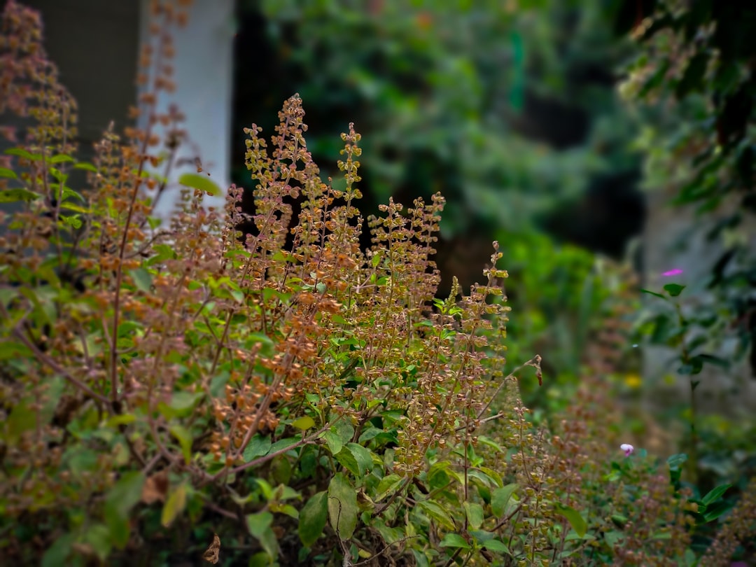 découvrez notre application de jardinage dédiée aux plantes indigènes, idéale pour créer un jardin naturel et écologique avec des conseils personnalisés et faciles à suivre.