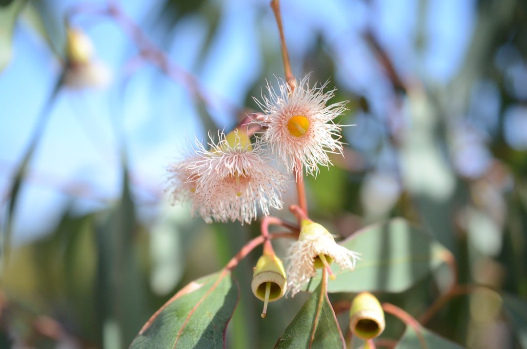 découvrez les plantes indigènes : leur importance pour la biodiversité, les avantages écologiques et comment les intégrer dans votre jardin pour un environnement plus sain et durable.