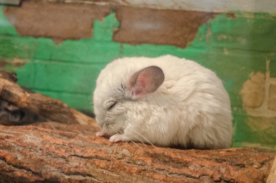 découvrez notre répulsif naturel pour souris, efficace et sans produits chimiques, pour protéger votre maison en toute sécurité.