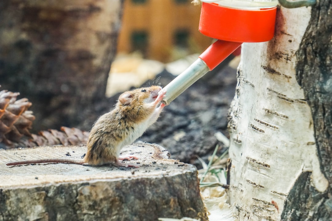 réplique naturelle contre les souris : une solution efficace et sans produits chimiques pour éloigner les rongeurs de votre maison.