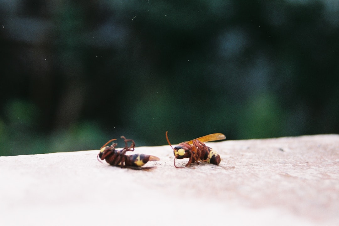 découvrez les pesticides naturels efficaces et écologiques pour protéger vos cultures tout en préservant l'environnement.