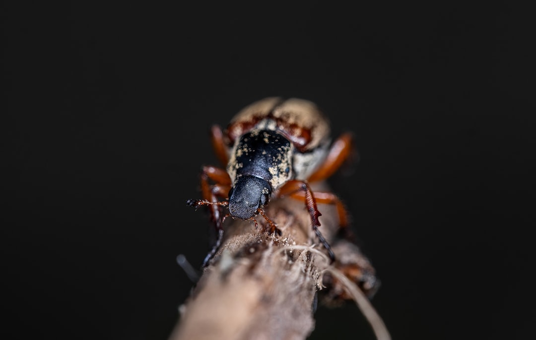 découvrez les pesticides naturels efficaces pour protéger vos cultures tout en respectant l’environnement. solutions écologiques et durables pour un jardin sain.