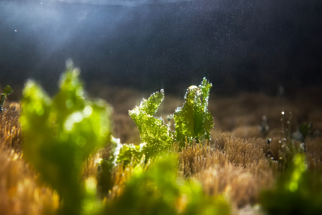 découvrez nos solutions naturelles pour protéger vos salades et assurer une croissance saine et durable sans produits chimiques.