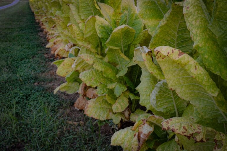 découvrez des solutions naturelles pour protéger vos salades des parasites et maladies, garantissant une culture saine et savoureuse.