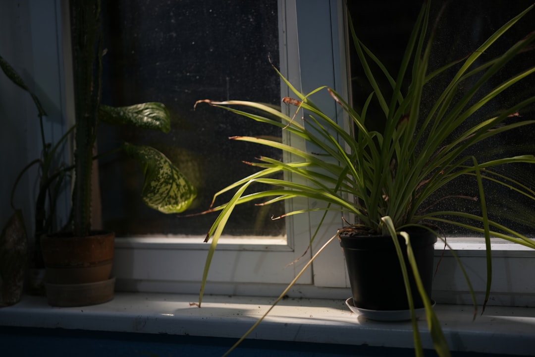 évitez les erreurs courantes d'arrosage nocturne pour préserver la santé de vos plantes et économiser l'eau. découvrez nos conseils pratiques pour un jardinage efficace.