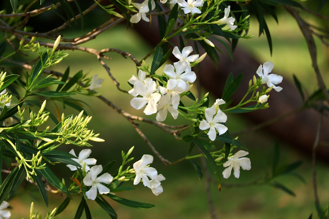 guide complet pour l'entretien des lauriers-roses : conseils de plantation, arrosage, taille et protection pour garder vos oleanders en pleine santé toute l'année.