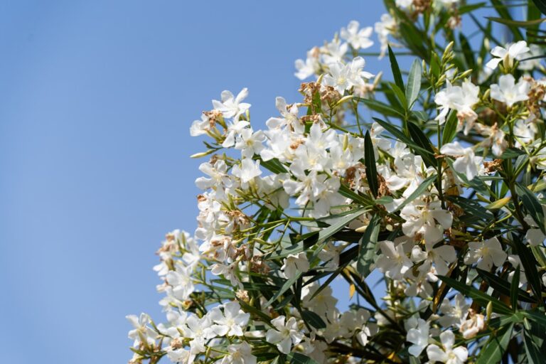 guide complet pour l'entretien de l'oleander : conseils de plantation, arrosage, taille et protection pour une floraison abondante et saine.