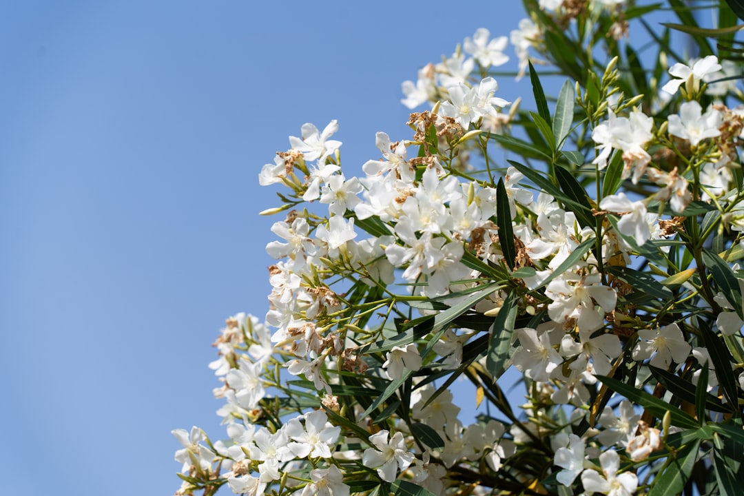guide complet pour l'entretien de l'oleander : conseils de plantation, arrosage, taille et protection pour une floraison abondante et saine.