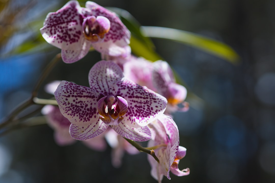 découvrez les erreurs courantes à éviter pour bien prendre soin de vos orchidées et assurer leur floraison éclatante toute l'année.