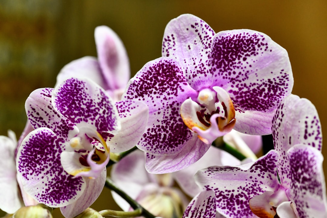 découvrez les erreurs courantes à éviter pour bien prendre soin de vos orchidées et assurer leur floraison optimale.