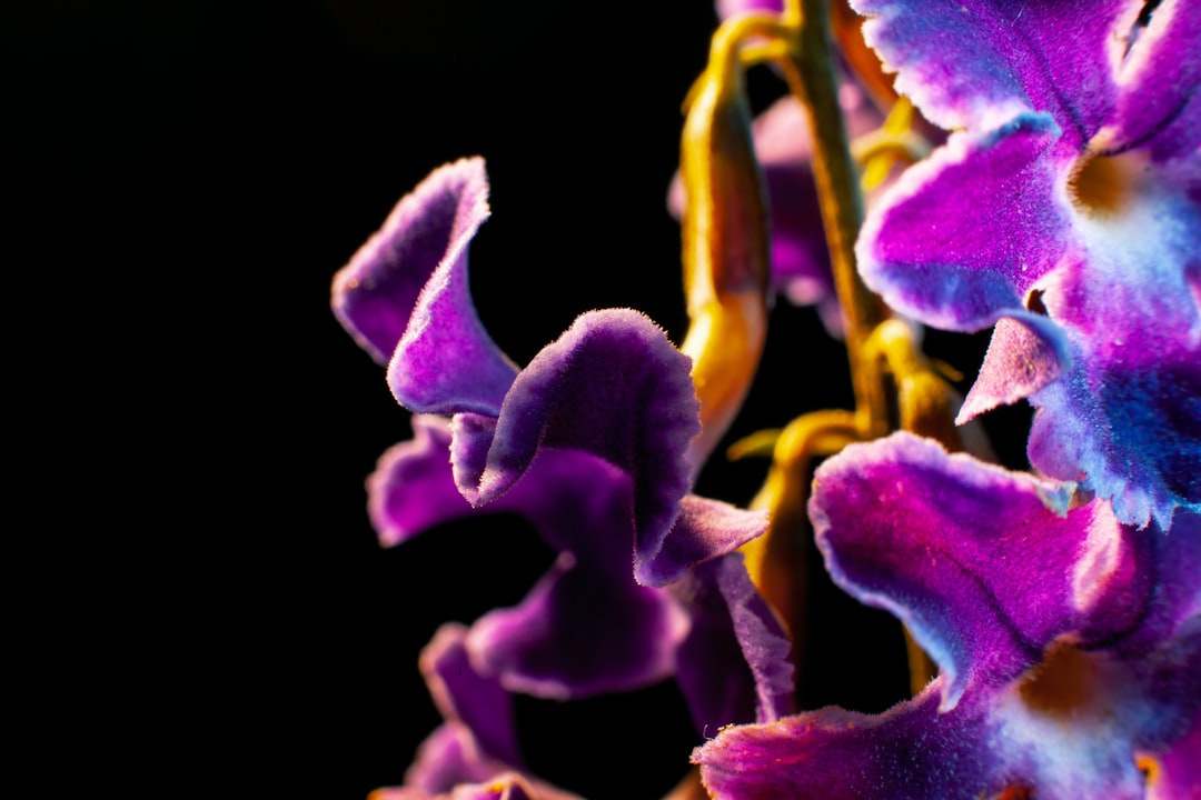 découvrez tout sur la couleur des racines d'orchidée : signification, santé de la plante et conseils pour un entretien optimal.
