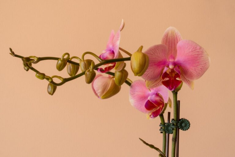 découvrez tout sur la couleur des racines d'orchidée, leur signification et comment prendre soin de votre plante pour qu'elle reste en bonne santé.
