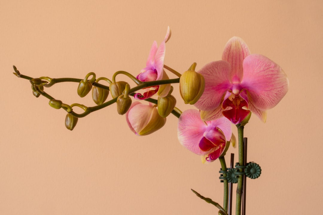 découvrez tout sur la couleur des racines d'orchidée, leur signification et comment prendre soin de votre plante pour qu'elle reste en bonne santé.