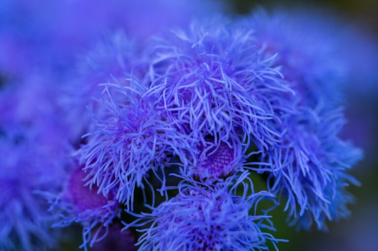 découvrez la signification et les caractéristiques des plantes vivaces, qui repoussent année après année. apprenez à les cultiver et à en prendre soin pour un jardin durable et florissant.