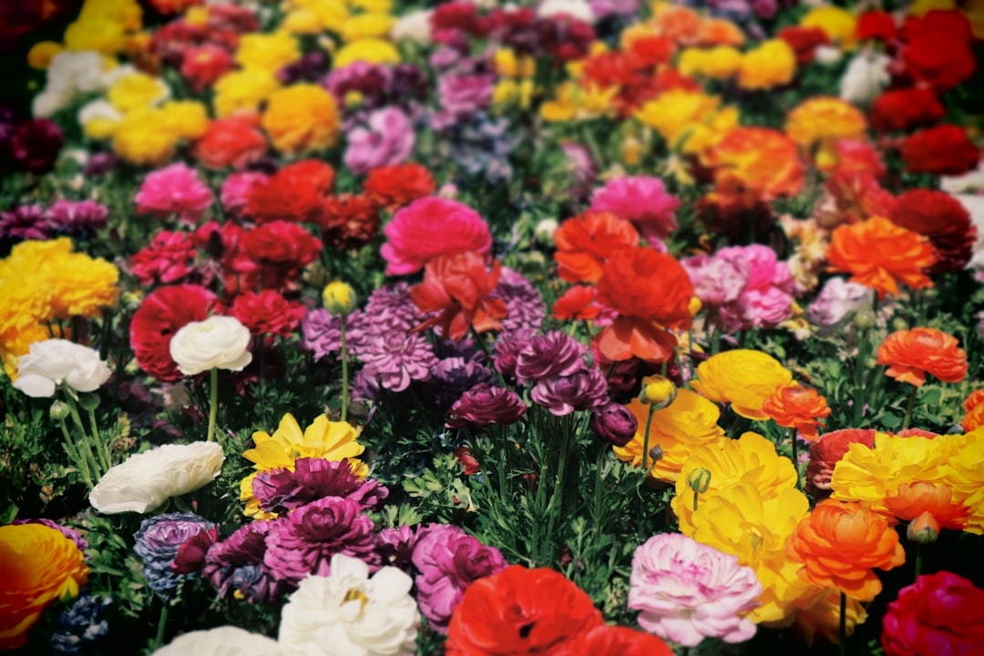 découvrez notre sélection de fleurs vivaces, des plantes qui embellissent votre jardin année après année avec leurs floraisons durables et leurs couleurs éclatantes.