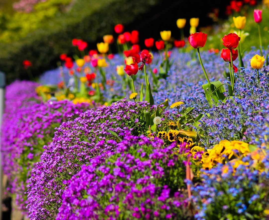 découvrez notre sélection de fleurs vivaces, idéales pour un jardin durable et coloré toute l'année.