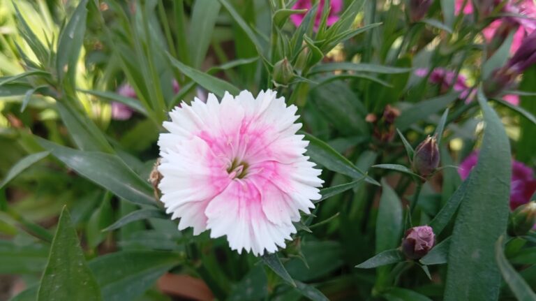 découvrez les avantages de la plantation vivace pour un jardin durable et florissant toute l'année.