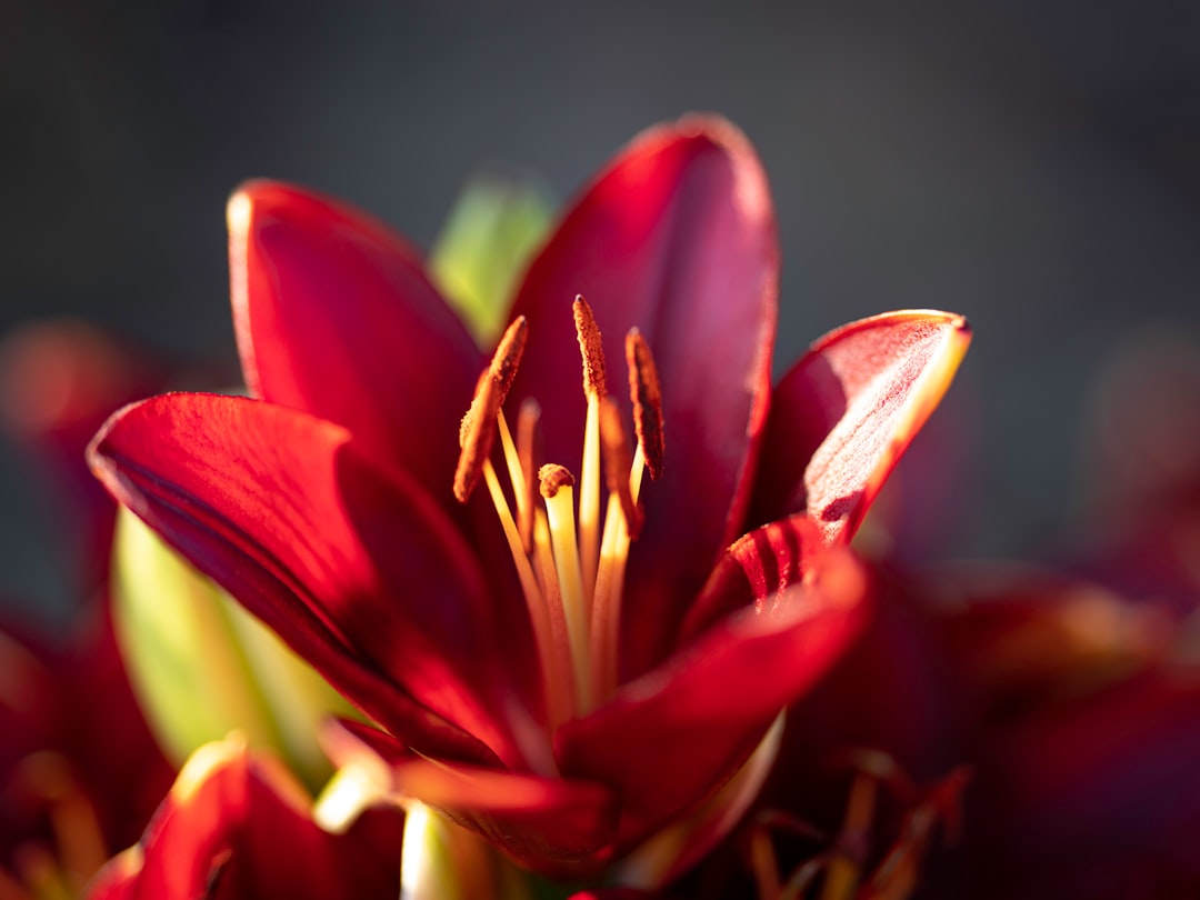 découvrez notre sélection de plantes vivaces, idéales pour un jardin durable et coloré toute l'année.