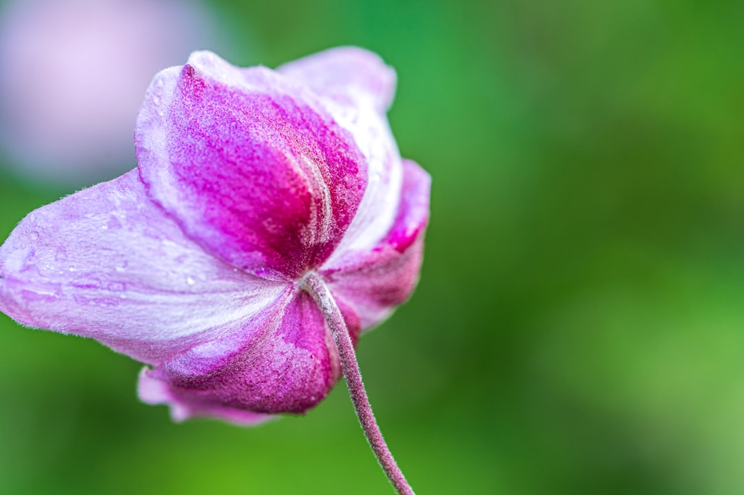 découvrez notre sélection de plantes vivaces, parfaites pour embellir votre jardin année après année avec une floraison durable et un entretien facile.