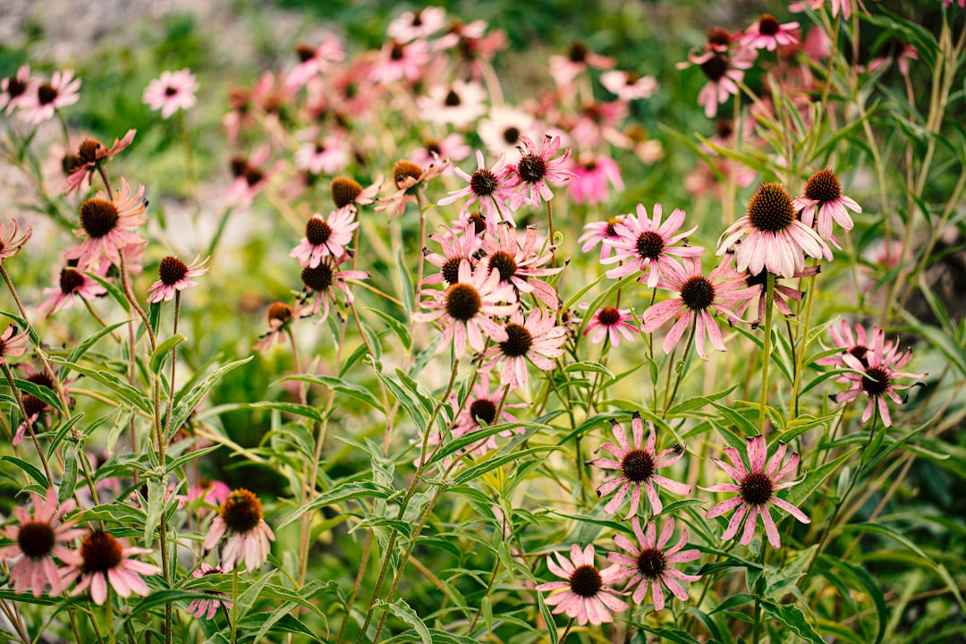 découvrez tout sur les plantes vivaces : conseils de plantation, entretien et variétés pour un jardin durable et fleuri toute l'année.