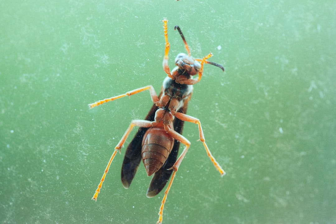 services professionnels de lutte contre les nuisibles pour protéger votre maison et votre entreprise. intervention rapide et efficace contre insectes, rongeurs et autres parasites.