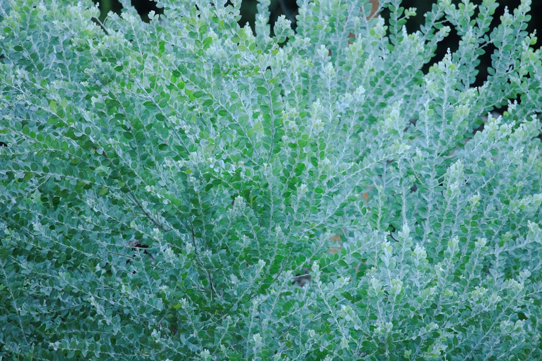 découvrez le pittosporum tenuifolium, un arbuste ornemental apprécié pour son feuillage fin et élégant, idéal pour embellir jardins et espaces verts.