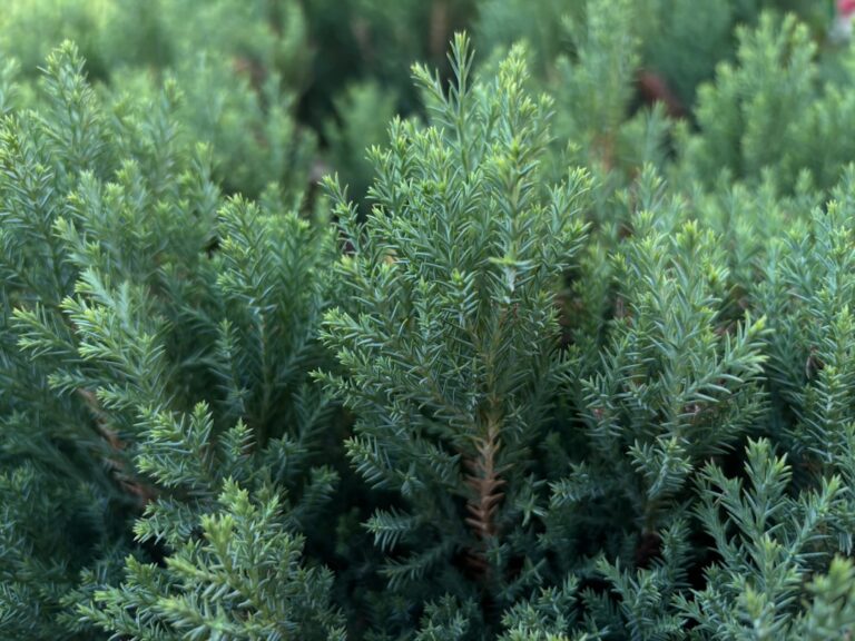 découvrez le pittosporum tenuifolium, un arbuste d'origine néo-zélandaise apprécié pour son feuillage fin et élégant. idéal pour les haies et la décoration extérieure, il apporte une touche esthétique et naturelle à votre jardin.