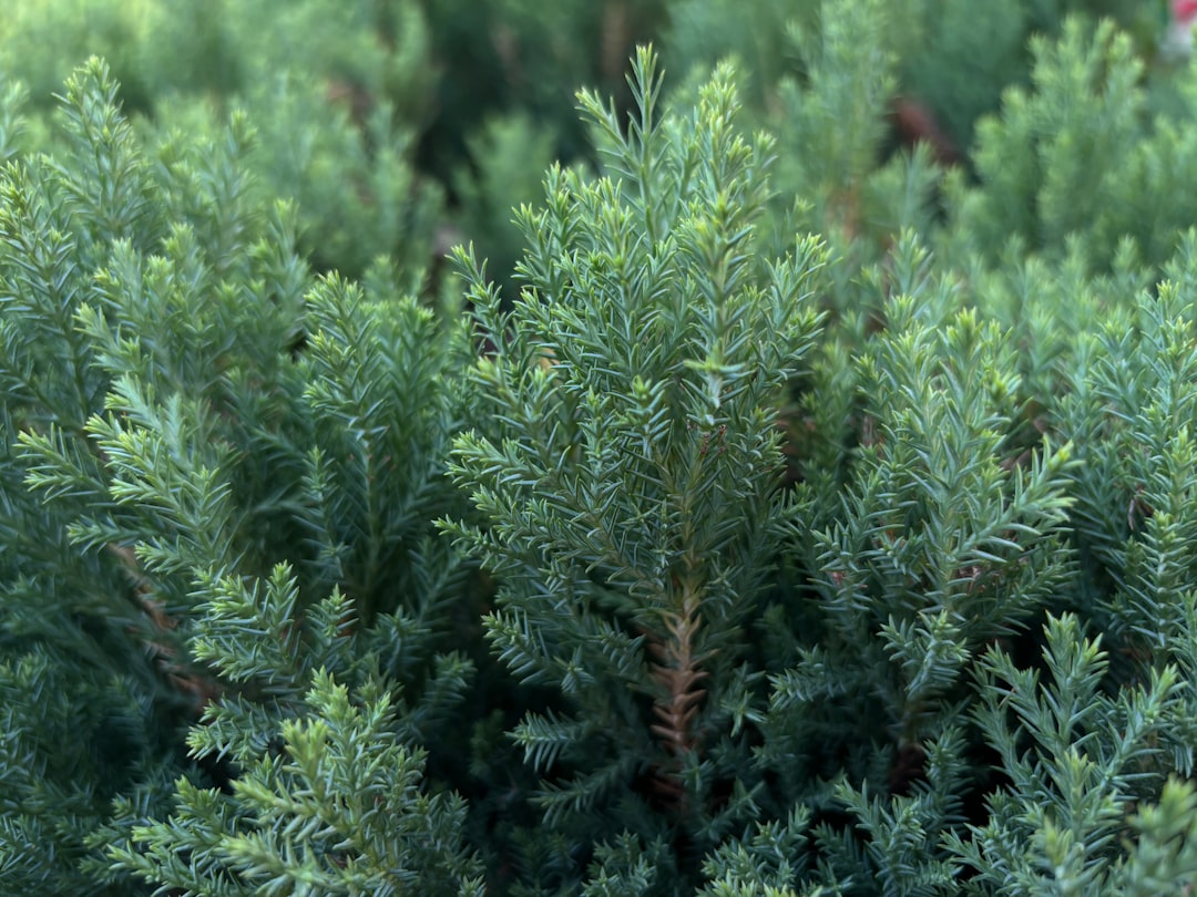 découvrez le pittosporum tenuifolium, un arbuste d'origine néo-zélandaise apprécié pour son feuillage fin et élégant. idéal pour les haies et la décoration extérieure, il apporte une touche esthétique et naturelle à votre jardin.