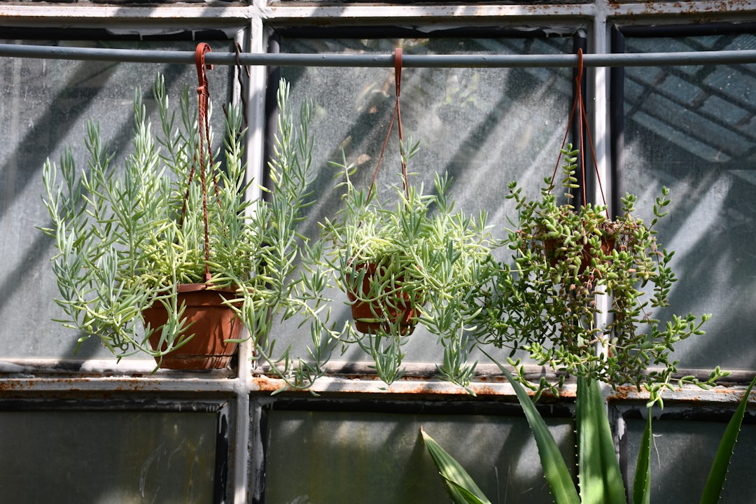 découvrez notre sélection élégante de présentoirs pour plantes, idéaux pour sublimer vos espaces intérieurs et extérieurs avec style et originalité.