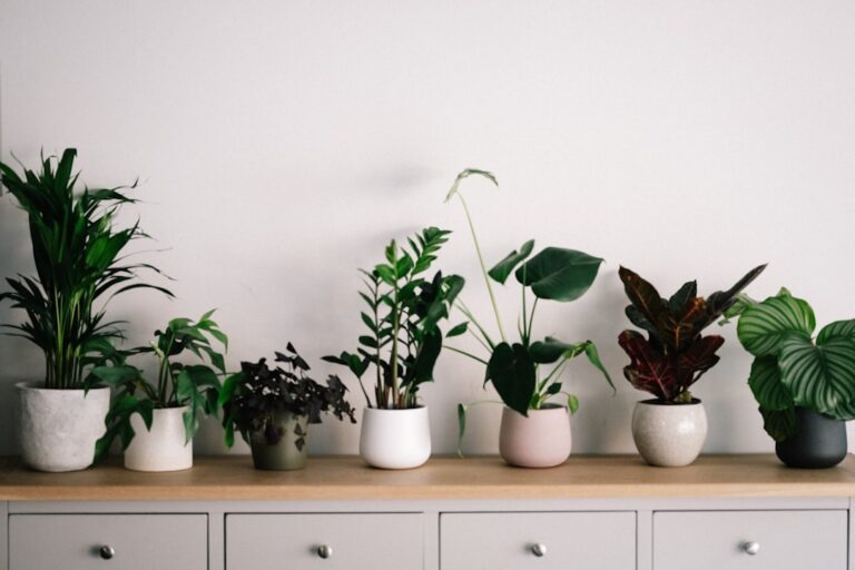 découvrez notre sélection de supports pour plantes élégants et fonctionnels, parfaits pour mettre en valeur vos végétaux avec style.