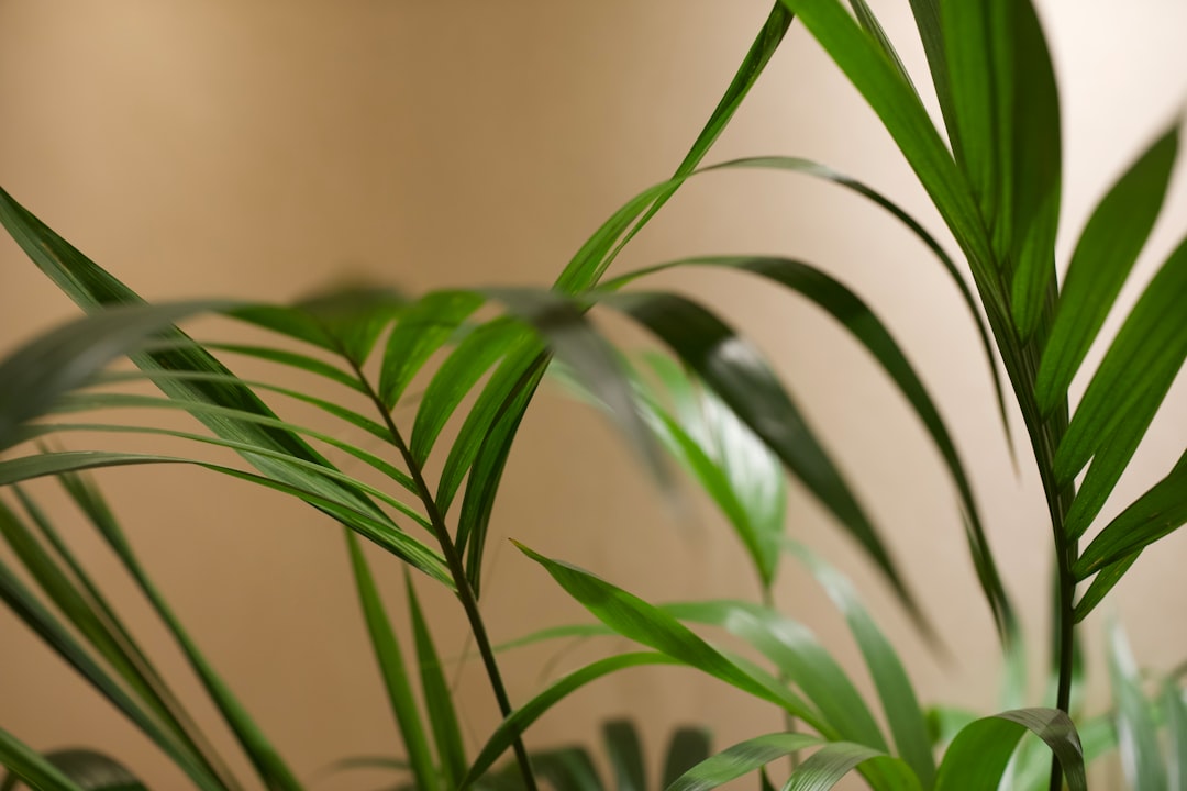 découvrez plant revival, la collection incontournable pour redonner vie et vitalité à vos plantes. astuces, soins et conseils pour un jardin florissant toute l'année.