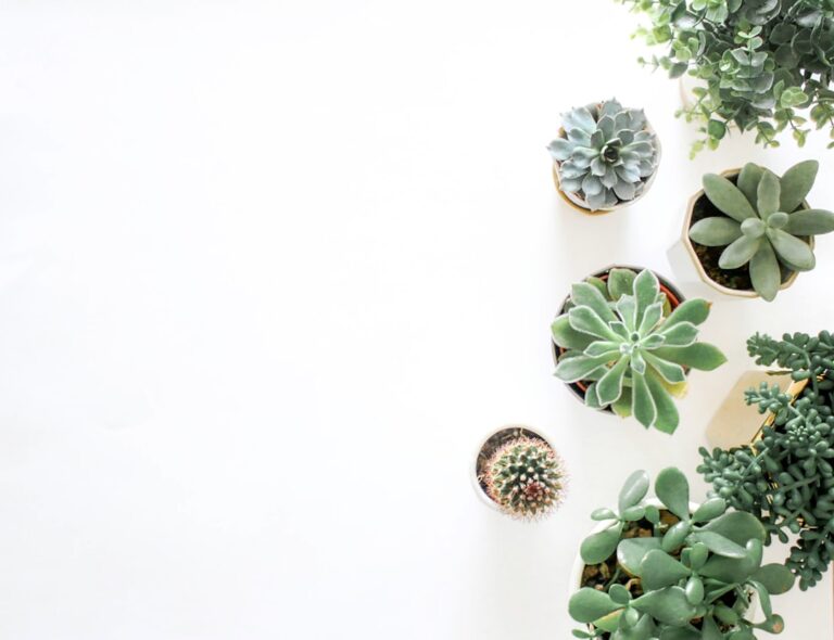 échangez vos plantes gratuitement lors de notre événement plant swap : une occasion idéale pour renouveler votre collection de plantes, partager vos boutures et rencontrer d'autres passionnés de jardinage.