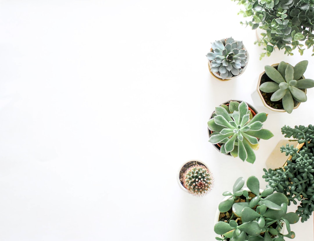 échangez vos plantes gratuitement lors de notre événement plant swap : une occasion idéale pour renouveler votre collection de plantes, partager vos boutures et rencontrer d'autres passionnés de jardinage.