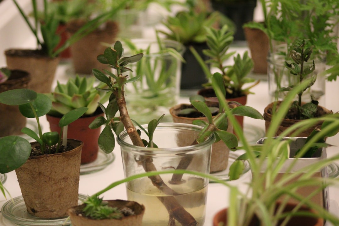 échangez vos plantes avec d'autres passionnés, découvrez de nouvelles variétés et faites grandir votre collection lors de notre événement plant swap convivial et écologique.